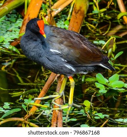 A Common Moor Hen Posing In A Florida Wetland Displaying Its Red Frontal Shield