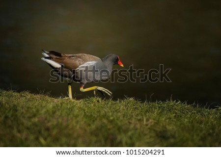 The common moorhen