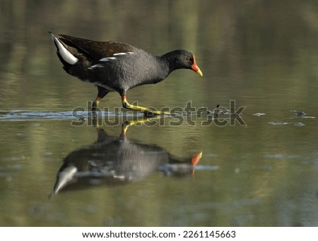Common Moorhen at Asker marsh with dramatic reflection, Bahrain 