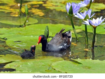 Common Moorhen With A Chick In Plettenberg Bay, South Africa