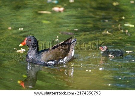 The common moorhen and chicks, a black and brown bird with a red and yellow beak. Swimming in pond water.