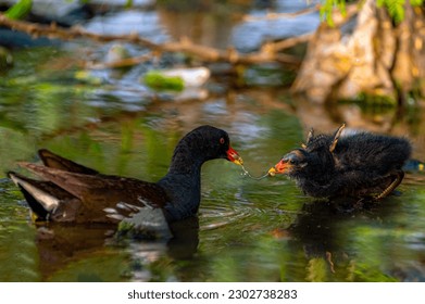 common moorhen feeding juveniles in the pond, The common moorhen, also known as the waterhen or swamp chicken, is a bird species in the rail family