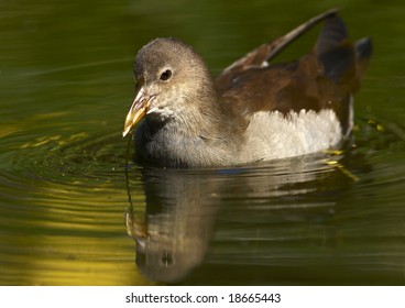 female moorhen