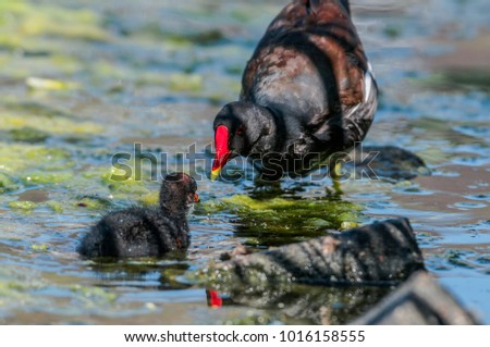 Similar – Image, Stock Photo Mother and Baby Muscovy ducklings Cairina moschata