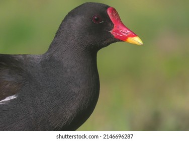 Common Moorhen (Gallinula Chloropus) Close-up Profile Eye-level Photo With Eye Contact In Front Of Blurry Green Background.