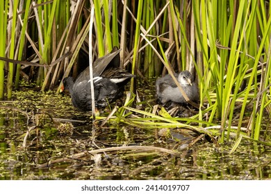 The common moorhen (Gallinula chloropus) with young. Bird known as the waterhen or swamp chicken.