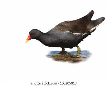 Common Moorhen Isolated On White Background Stock Photo 100205018 ...