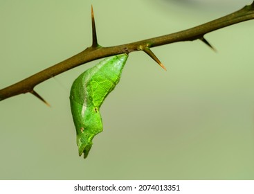 Common Mormon Cocoon On Citrus Plant Branch, Close Macro Shot, Soft Green Bokeh Background.