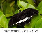 Common Mormon - Papilio polytes, beautiful large black butterfly from Southeast Asian meadows and woodlands, Malaysia.