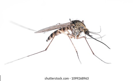 Common Mosquito Isolated On White.