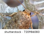 a common moth