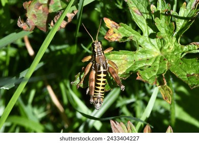 Common mountain grasshopper, scientific name podisma pedestris, taken in Valais, CH.
