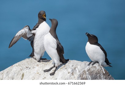 Common Murre