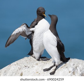 Common Murre