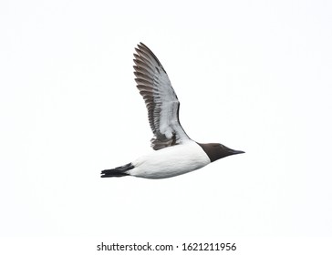 Common Murre Bird In Flight