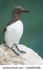 A Common Murre (Uria Aalge)