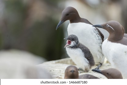 The Common Murre (Uria Aalge) Is A Species Of Caradriform Bird Of The Alcidae Family Native To Europe.