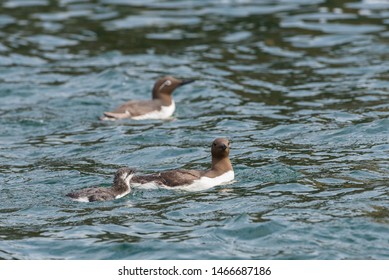 The Common Murre (Uria Aalge) Is A Species Of Caradriform Bird Of The Alcidae Family Native To Europe.