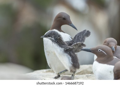 The Common Murre (Uria Aalge) Is A Species Of Caradriform Bird Of The Alcidae Family Native To Europe.