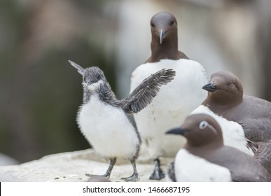 The Common Murre (Uria Aalge) Is A Species Of Caradriform Bird Of The Alcidae Family Native To Europe.