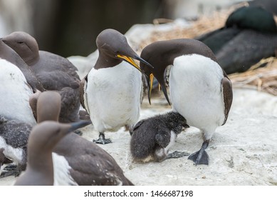 The Common Murre (Uria Aalge) Is A Species Of Caradriform Bird Of The Alcidae Family Native To Europe.