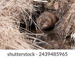 Common Muskrat hunkered down along the bank of a lake