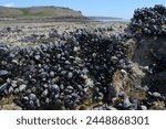 Common mussels (Mytilus edulis) attached to rocks exposed at low tide, Rhossili, The Gower Peninsula, Wales, United Kingdom, Europe