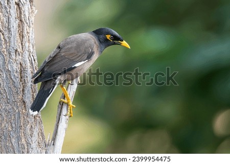 The Common Myna, Acridotheres tristis