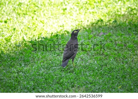 Common Myna (Acridotheres tristis) on green grass. Bird, animal idea concept. Ornithology. Alone common Myna. Park, nature. No people, nobody. Horizontal photo. Copy space, blank.