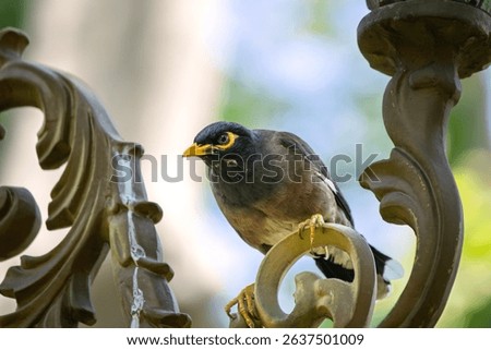 A Common Myna (Acridotheres tristis) perched on an iron pole. Bird, animal idea concept. Angry look Common Myna. Ornithology. Park, nature. No people, nobody. Horizontal photo. 