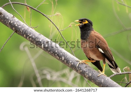 Common Myna - Acridotheres tristis, common perching bird from Asian gardens and woodlands, Vietnam.