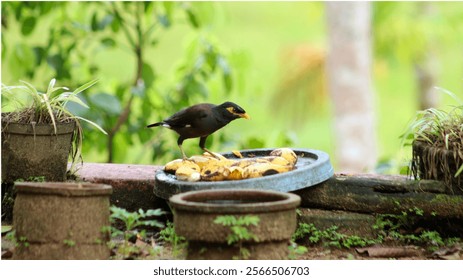 The common myna bird (Acridotheres tristis) is a medium-sized passerine bird known for its striking appearance, vocal abilities, and adaptability. It has glossy black plumage with yellow patches behin - Powered by Shutterstock