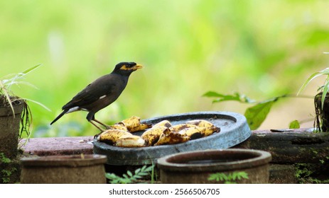 The common myna bird (Acridotheres tristis) is a medium-sized passerine bird known for its striking appearance, vocal abilities, and adaptability. It has glossy black plumage with yellow patches behin - Powered by Shutterstock