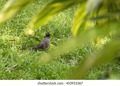 Common myna bird (Acridotheres tristis), posing on a grassy lawn in Mauritius, with a palm tree frond obscuring part of the foreground. - Shutterstock ID 453915367