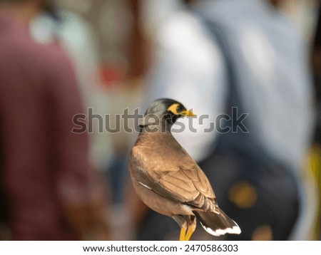 Common Myna bird (Acridotheres tristis) perching on the tree