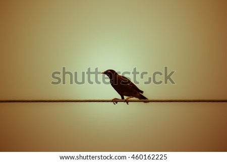 Similar – Image, Stock Photo snack bar Pet Bird 1