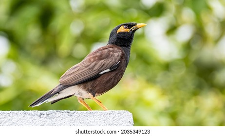 The Common Myna Is A Bird In The Family Sturnidae