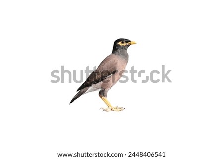 Common myna bird isolated on white background	
