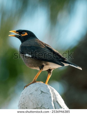A common myna bird perched on the stone against blurred background