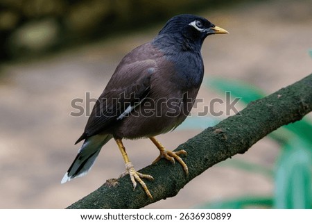 A common myna bird perched on a branch with a blurred background. The mynas also spelled mynah) are a group of birds in the starling family (Sturnidae)
