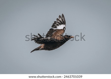 Common myna bird while flying in the desert