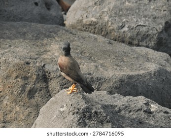 A common myna faces away while standing on shore rocks in Bali, New Taipei City.