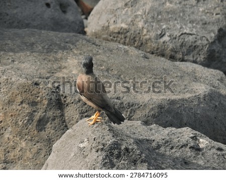 A common myna faces away while standing on shore rocks in Bali, New Taipei City.