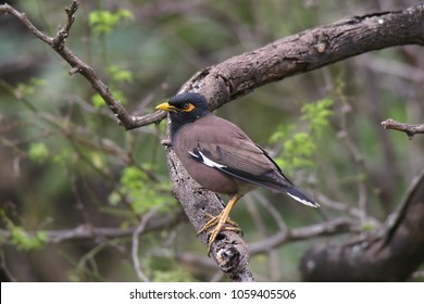 Common Myna (Indian Myna)