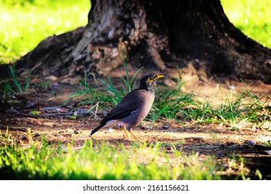 The Common Myna Or Indian Myna