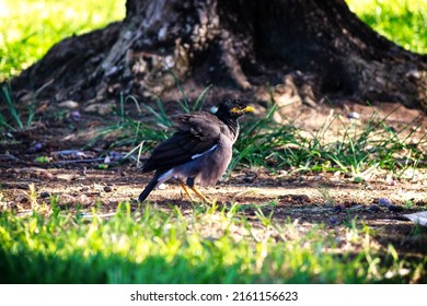 The Common Myna Or Indian Myna