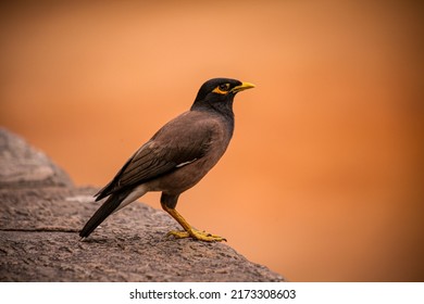 The Common Myna Or Indian Myna