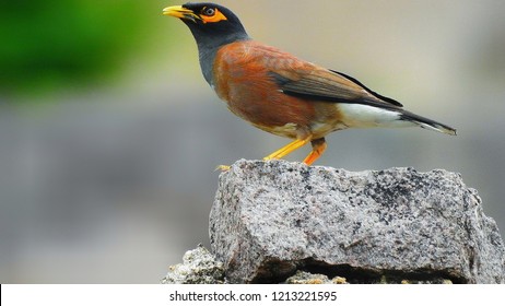 The common Myna or Indian Myna (Acridotheres tristis), sometimes spelled mynah, is a member of the family Sturnidae (starlings and mynas) native to Asia.