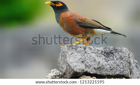 The common Myna or Indian Myna (Acridotheres tristis), sometimes spelled mynah, is a member of the family Sturnidae (starlings and mynas) native to Asia.