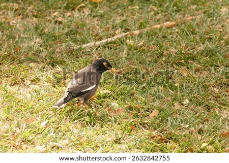 The common myna or Indian myna (Acridotheres tristis). Oahu. Hawaii.